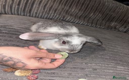 Mini Lop rabbits for sale: Mini lop rabbits - Image 3
