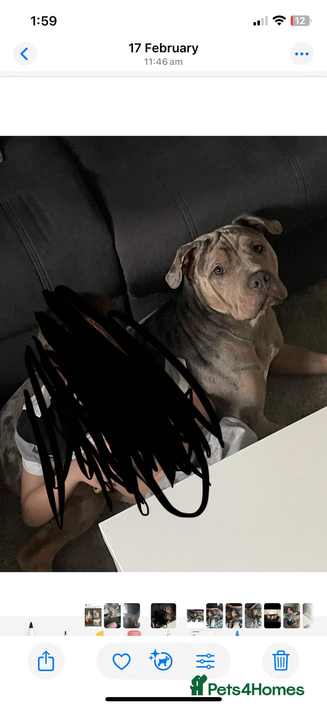 Mixed Breed dogs for sale: Bulldog - Image 5