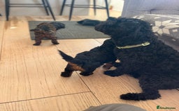 Cavapoo dogs for sale: Cavapoo puppy’s  - Image 13
