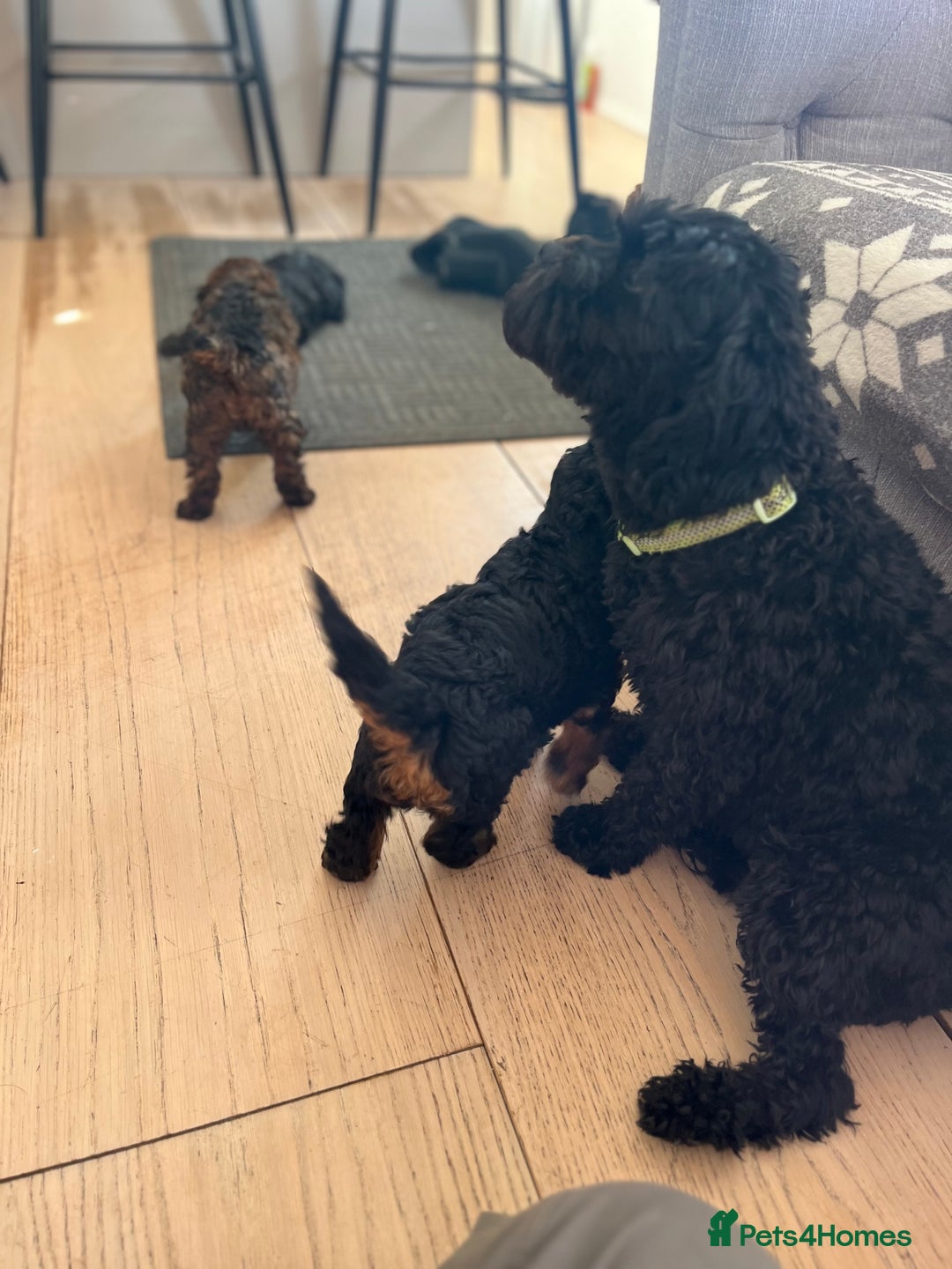 Cavapoo dogs for sale: Cavapoo puppy’s  - Image 13