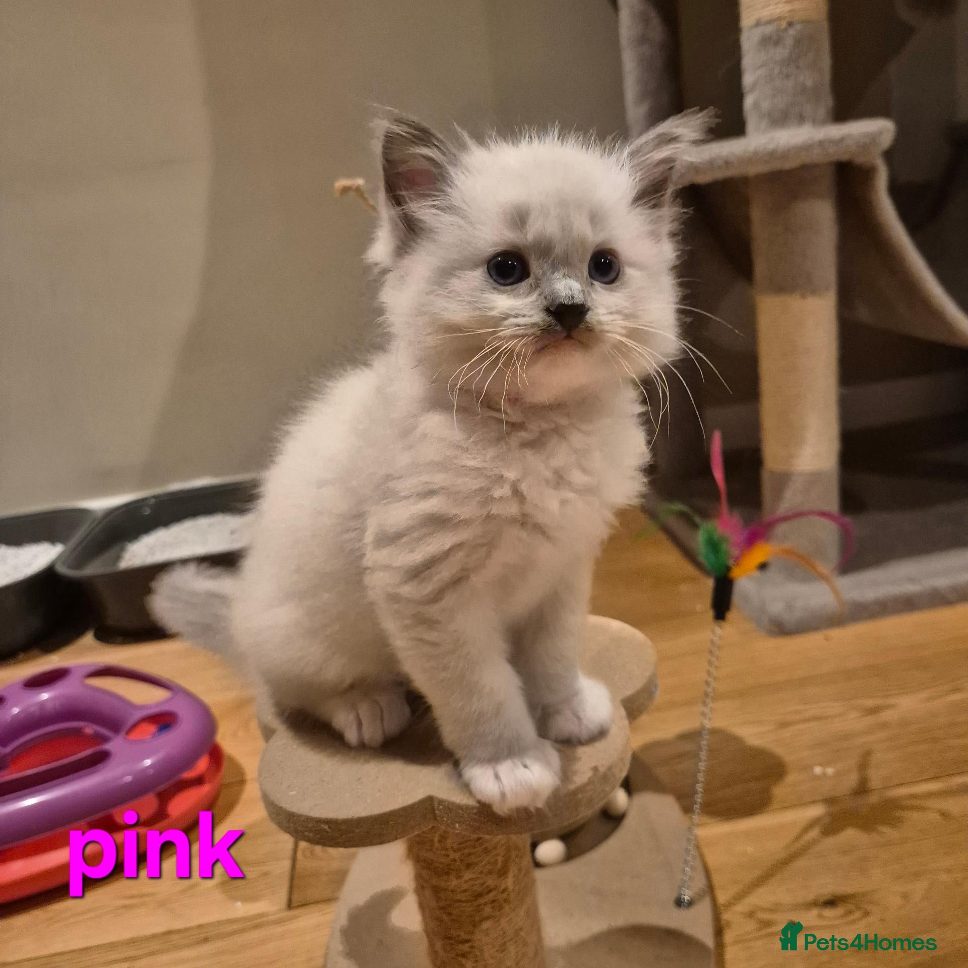 Ragdoll cats for sale: 🐾✨ Beautiful Ragdoll Kittens! ✨🐾 - Advert 24