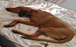 Mixed Breed dogs for adoption: MYRTLE - 6 months old, Girl Pup, Mixed Breed - Image 2