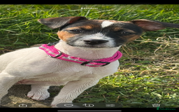Patterjack dogs for sale: Luna 10 month old patterjack  - Image 4