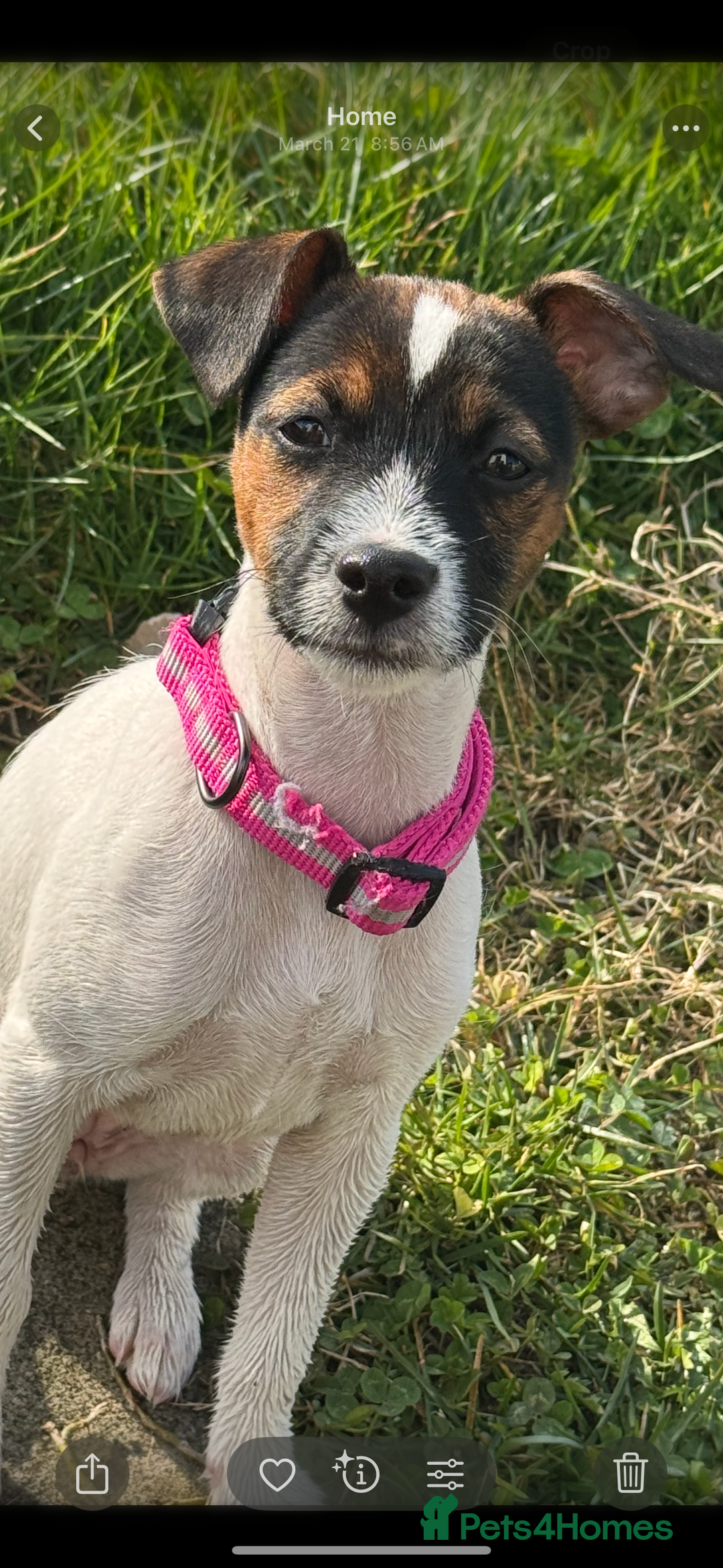 Patterjack dogs for sale: Luna 10 month old patterjack  - Image 4