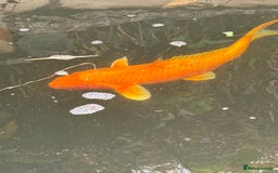 Koi Carp fish for sale: Complete Koi carp set up for sale - Image 19
