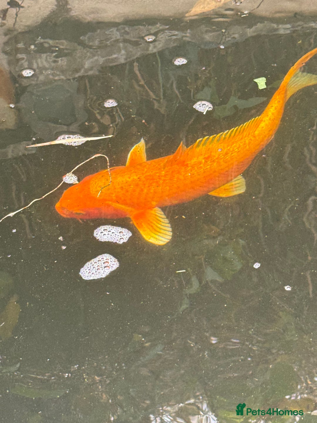 Koi Carp fish for sale: Complete Koi carp set up for sale - Image 19