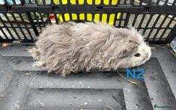 Guinea Pig rodents for sale: Baby female and male guinea pigs for sale - Image 9