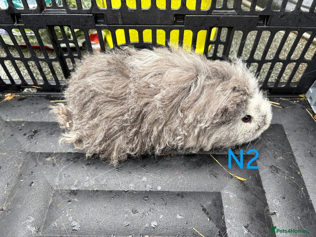 Guinea Pig rodents for sale: Baby female and male guinea pigs for sale - Image 9