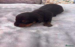 Miniature Dachshund dogs for sale: Miniature dachshund smooth hair pups  - Image 8