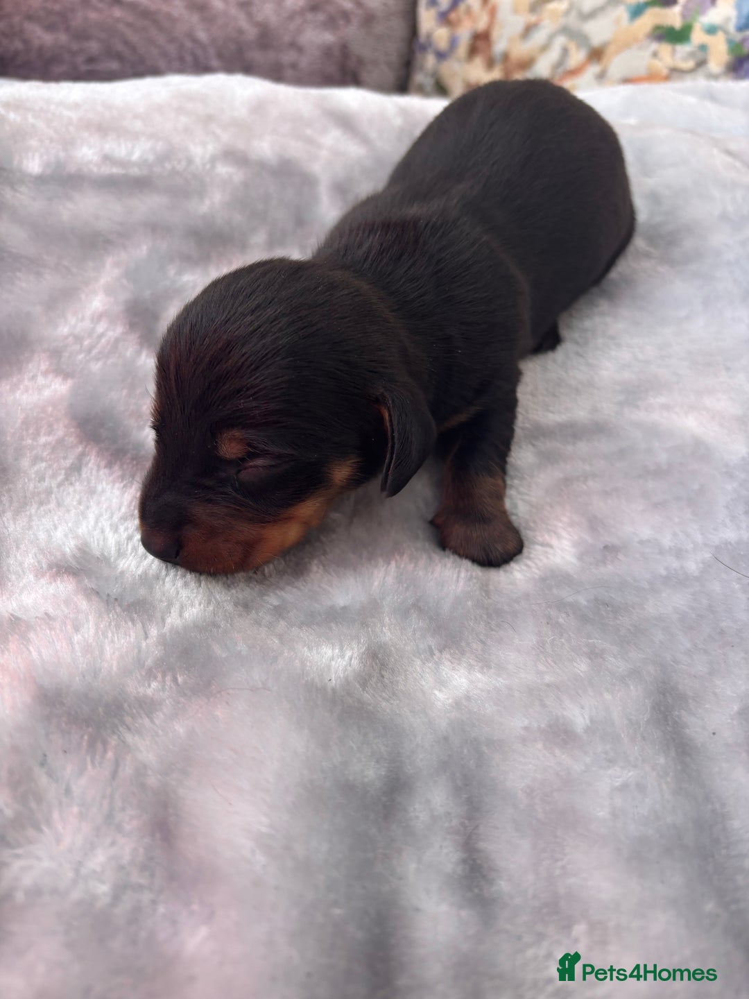 Miniature Dachshund dogs for sale: Miniature dachshund smooth hair pups  - Image 8