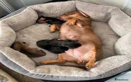 Miniature Dachshund dogs for sale: Puppy's all carrying pink - Image 3