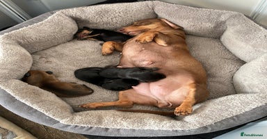Miniature Dachshund dogs - Advert 2