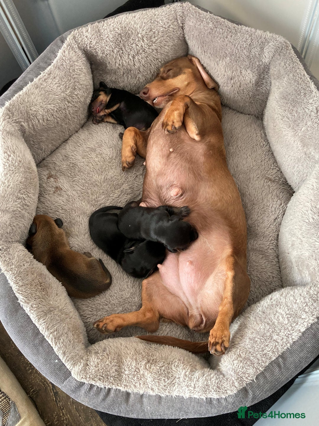 Miniature Dachshund dogs for sale: Puppy's all carrying pink - Image 3