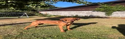 Hungarian Vizsla dogs for sale: Reggie - 8 month old  - Advert 2