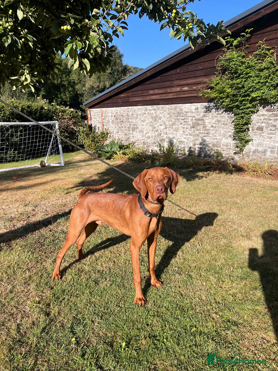 Hungarian Vizsla dogs for sale: Reggie - 8 month old  - Advert 2