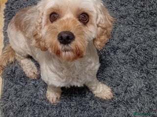 Cavapoo dogs 3 years old cavapoo female - Advert 4