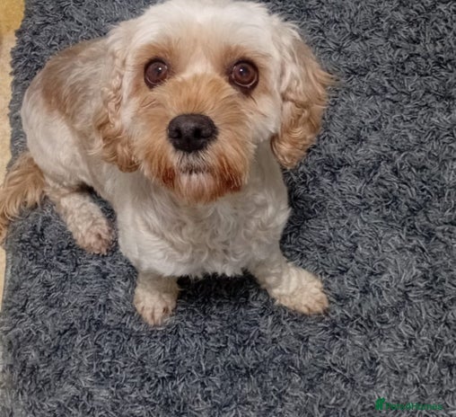 Cavapoo dogs 3 years old cavapoo female - Advert 7