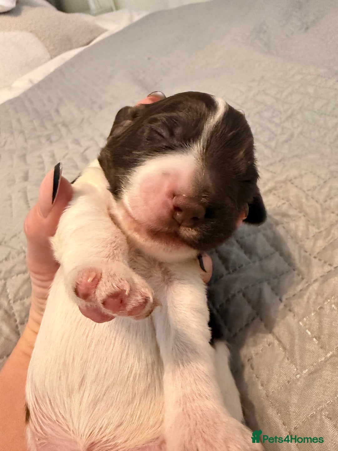 Cocker Spaniel dogs for sale: Cocker Spaniel Puppies ✨ - Advert 6