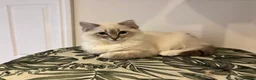 Ragdoll cats for sale: TICA reg blue point tabby mitted girl ragdoll in Fleet - Advert 3