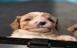 Cavapoo dogs for sale: Beautiful healthy cavapoo puppies - Image 3