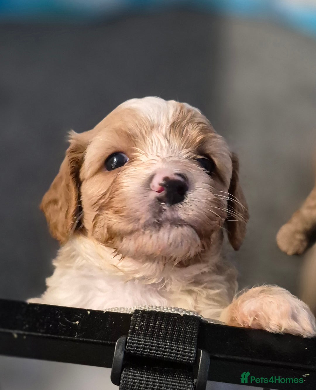 Cavapoo dogs for sale: Beautiful healthy cavapoo puppies - Image 3