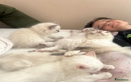 Ragdoll cats for sale: Stunning TICA reg Flame/Cream Boy - Image 9