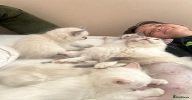 Ragdoll cats - Advert 8