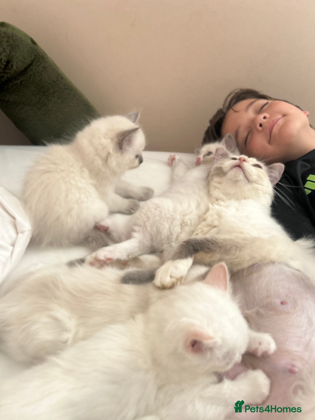 Ragdoll cats for sale: Stunning TICA reg Flame/Cream Boy - Image 9