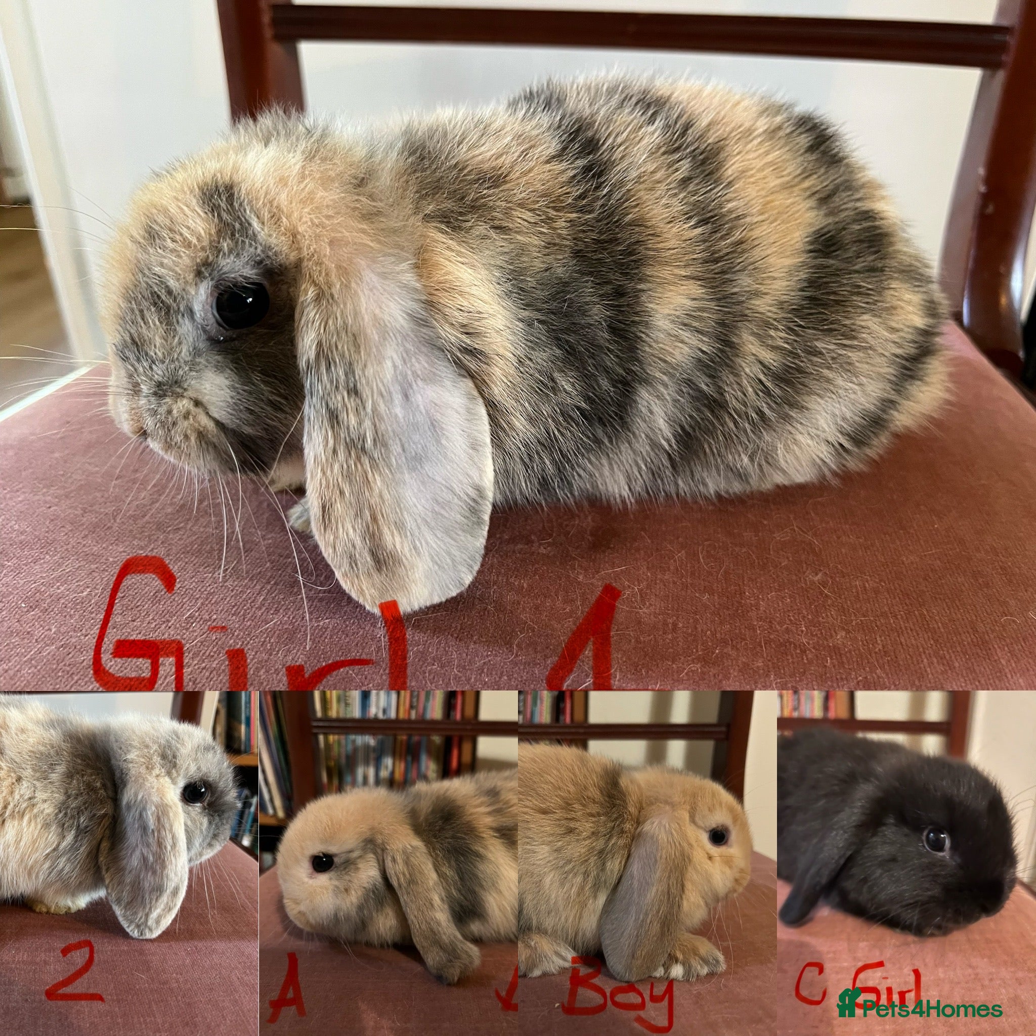 Mini Lop rabbits Beautiful Mini Lop Babies - Advert 2