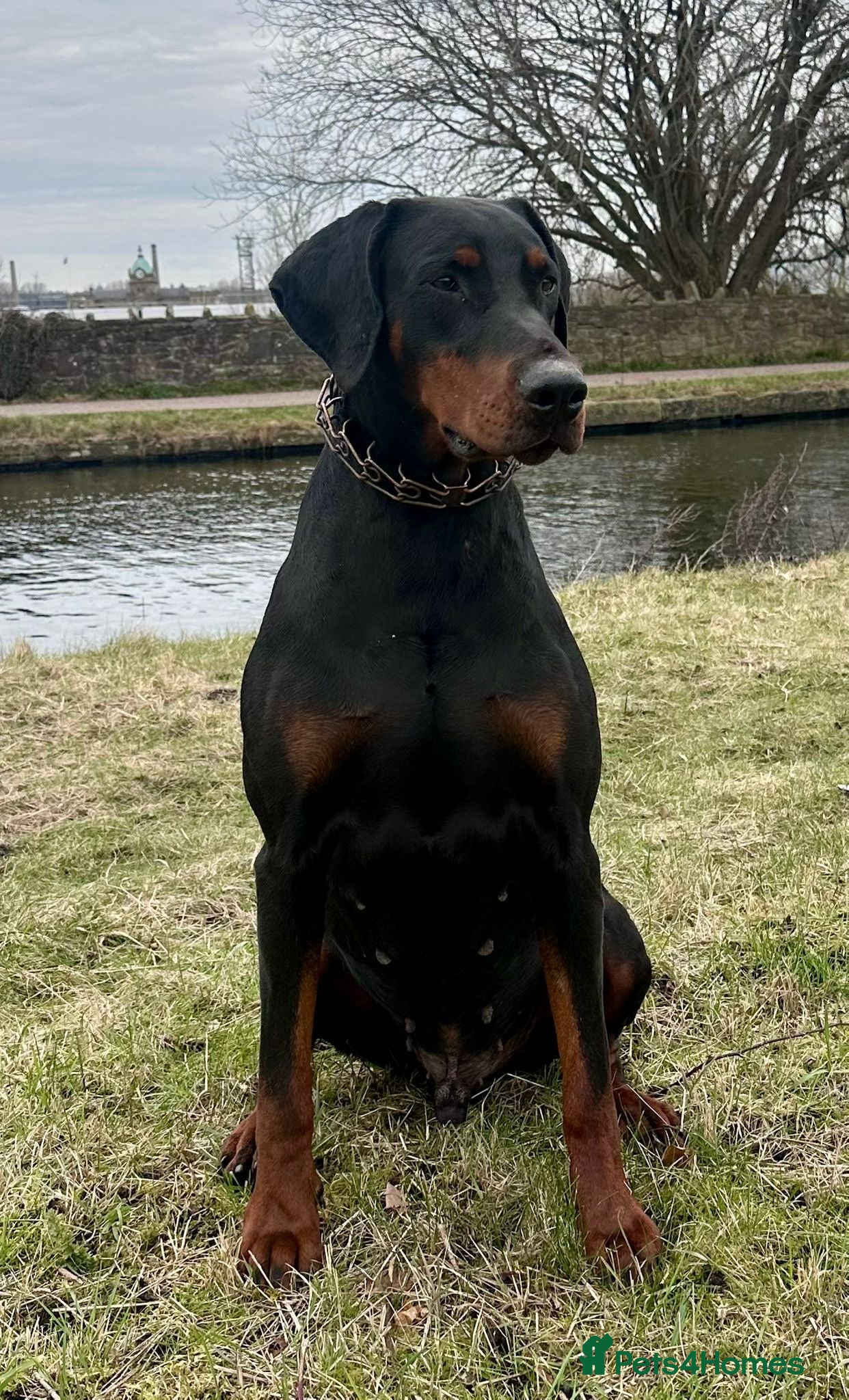 Dobermann dogs World champion pedigree Dobermanns  - Advert 2