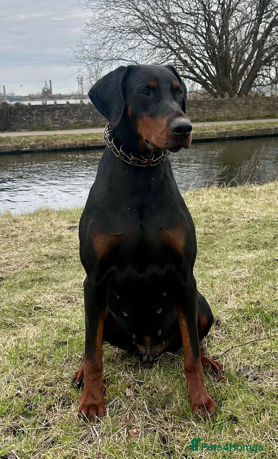 Dobermann dogs for sale: World champion pedigree Dobermanns  - Advert 2