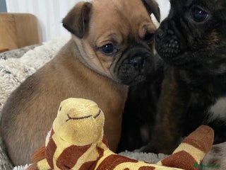 Jug dogs Two beautiful jug puppies - Advert 1