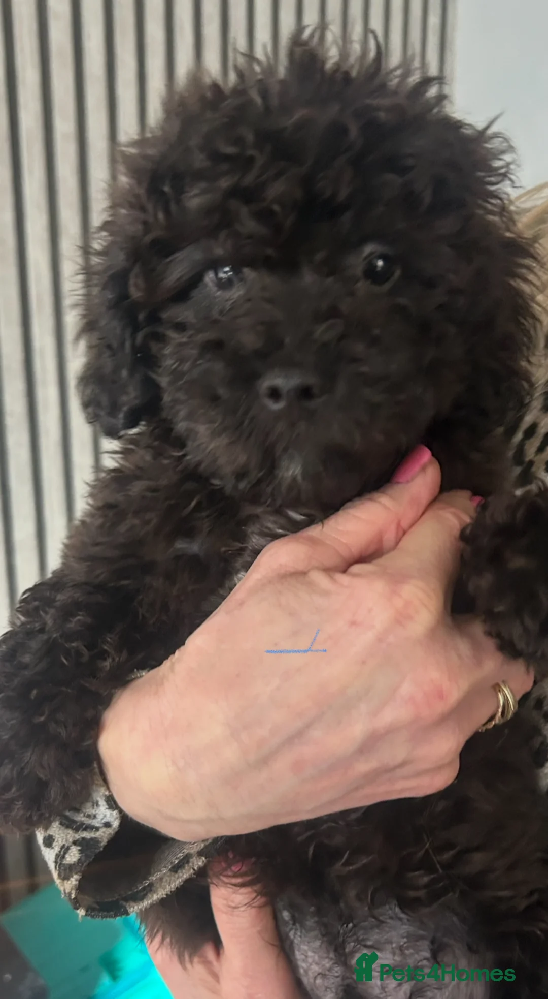 Cavapoo dogs for sale: Last 3 beautiful f1b Cavapoo - Advert 13