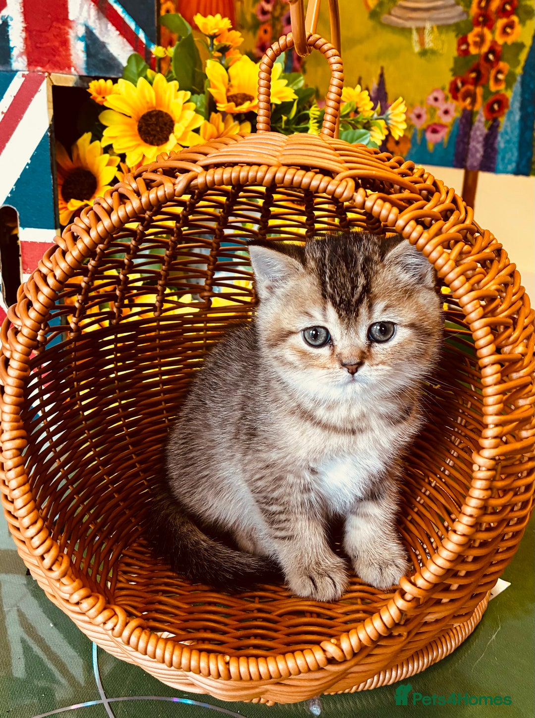 Scottish Fold cats for sale: 5 Scottish Fold Kittens for sale - Advert 17