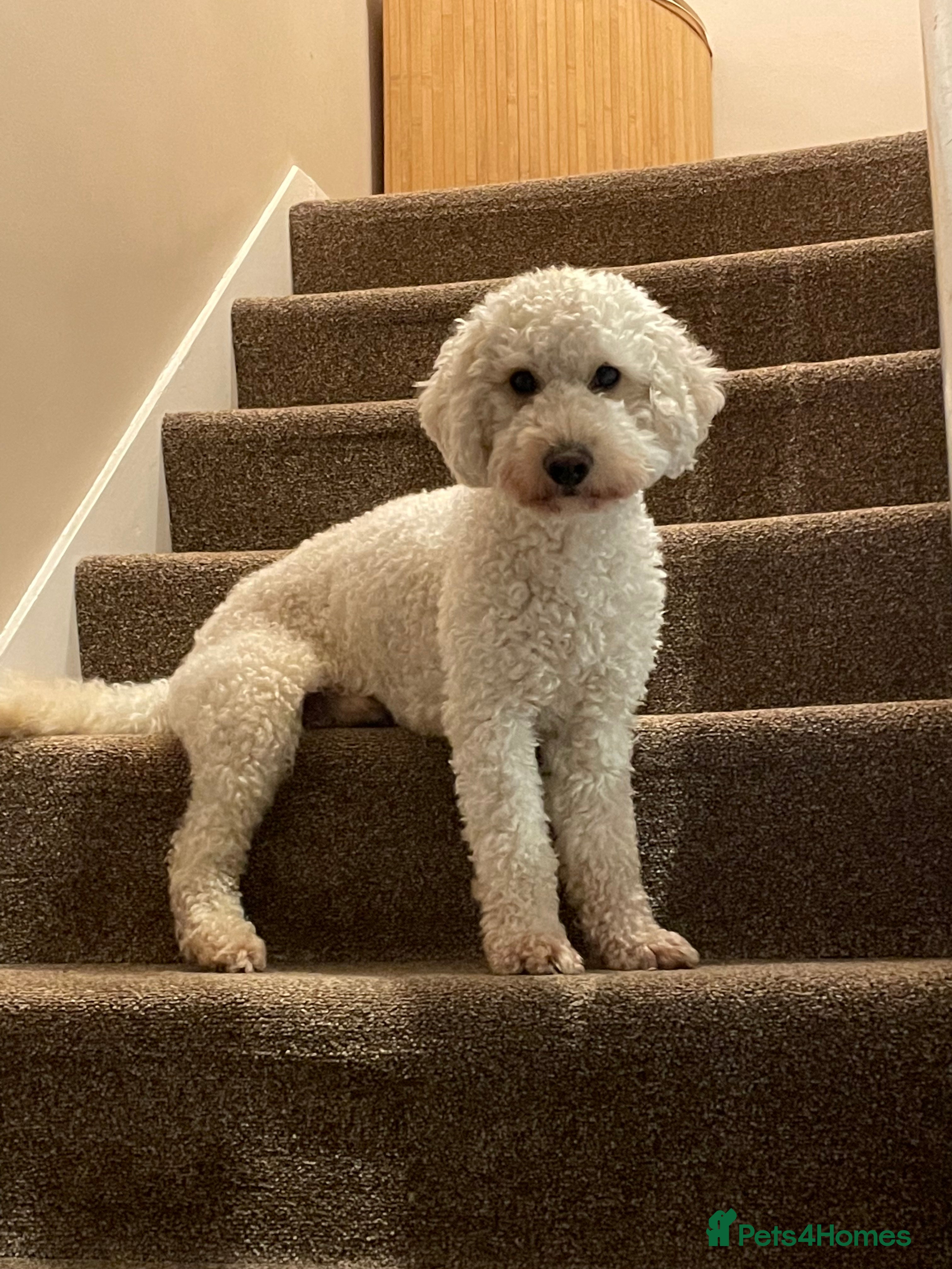 Miniature Poodle dogs Cream Miniature Poodle - available for stud in Welwyn - Advert 14
