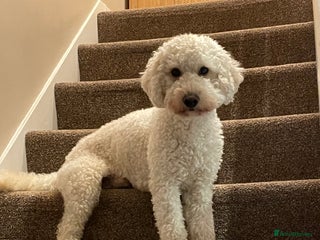 Miniature Poodle dogs for stud: Cream Miniature Poodle - available for stud in Welwyn - Advert 1