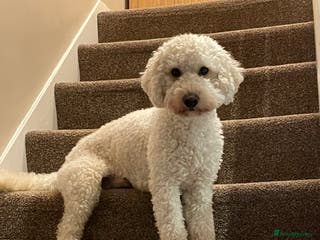 Miniature Poodle dogs Cream Miniature Poodle - available for stud in Welwyn - Advert 23