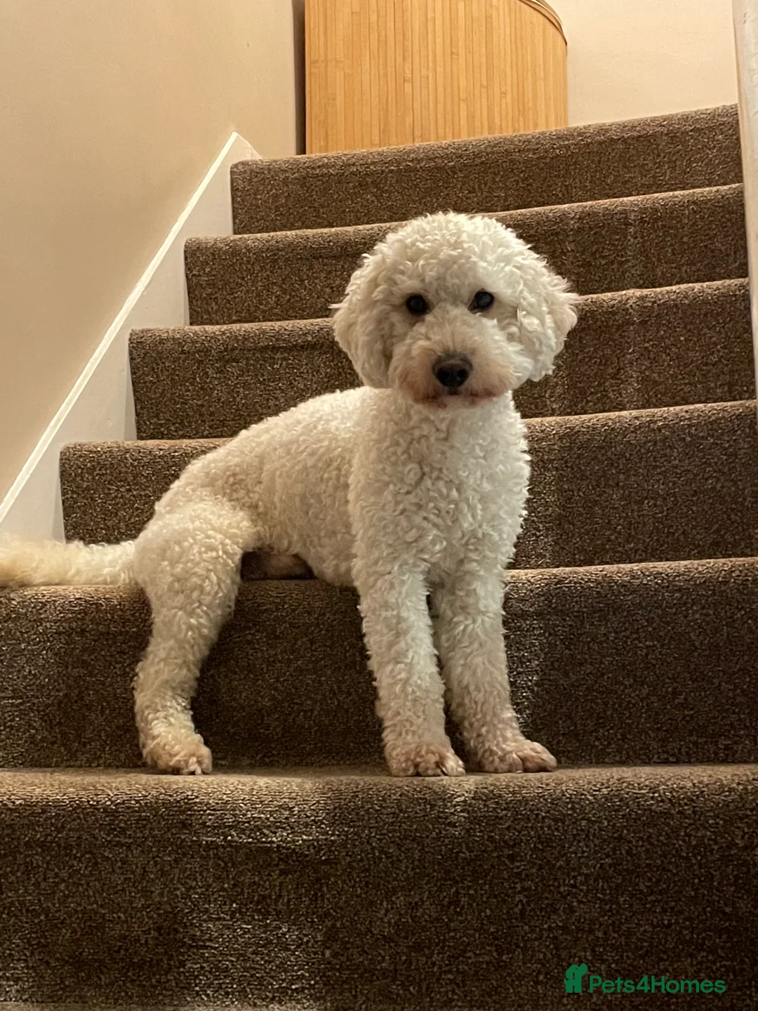 Miniature Poodle dogs for stud: Cream Miniature Poodle - available for stud in Welwyn - Advert 1