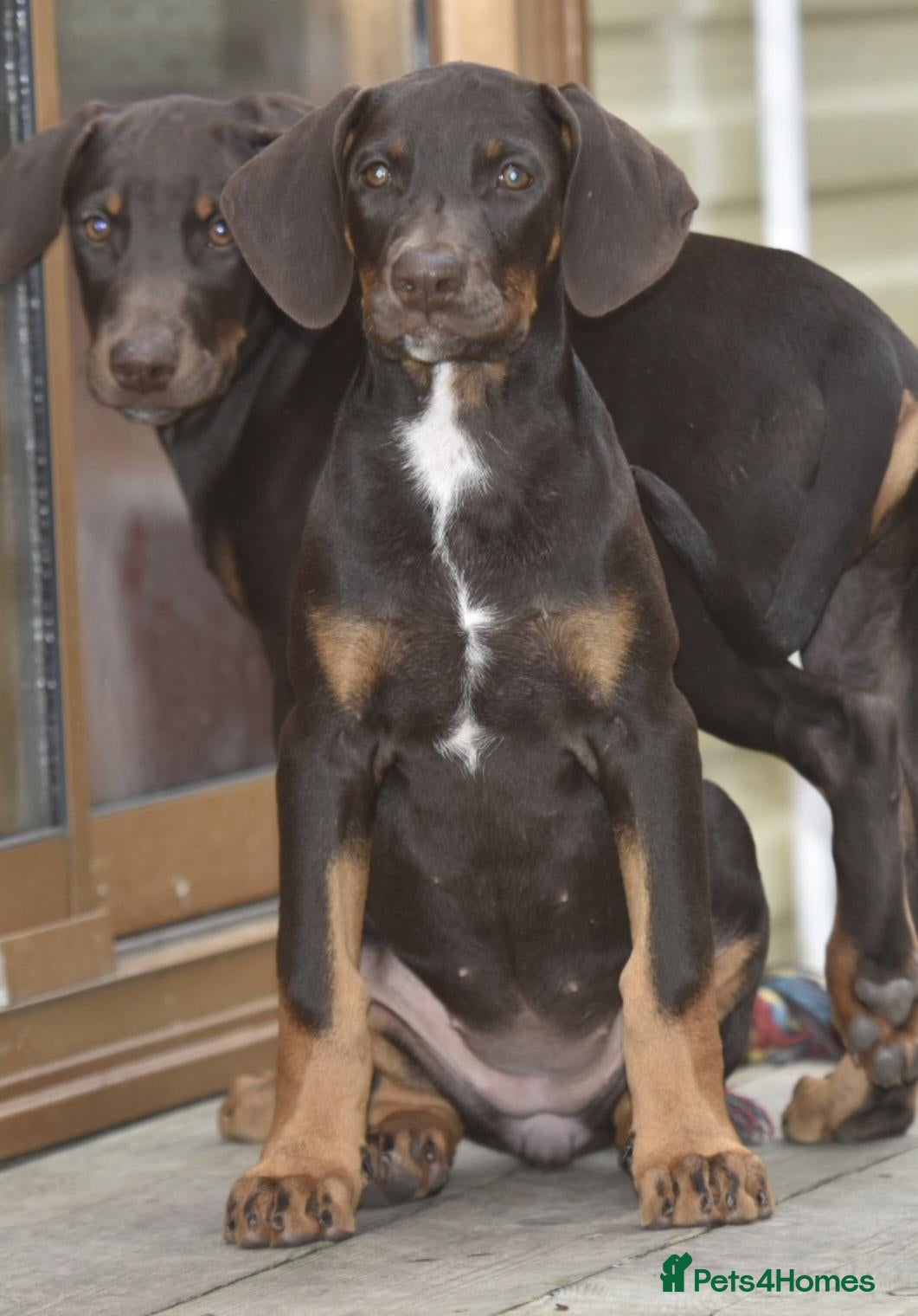 Mixed Breed dogs Unique hybrid dobermann puppies - Advert 2