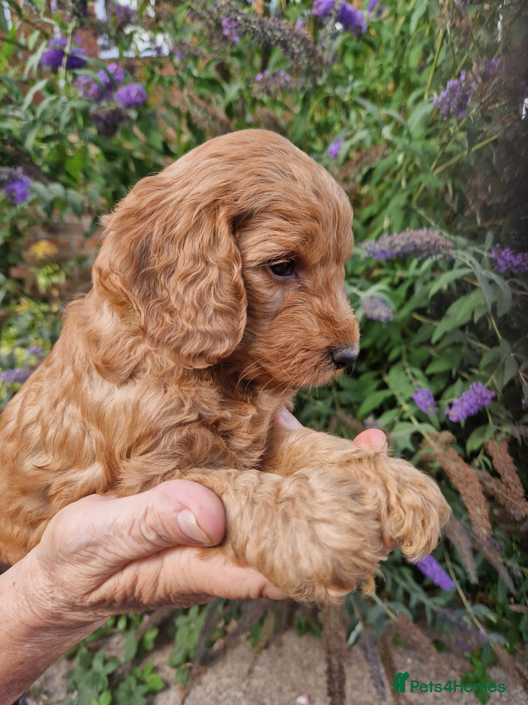 Cockapoo dogs for sale: EXCEPTIONAL HEALTH TESTED SHOW TYPE COCKAPOOS F1B - Image 22