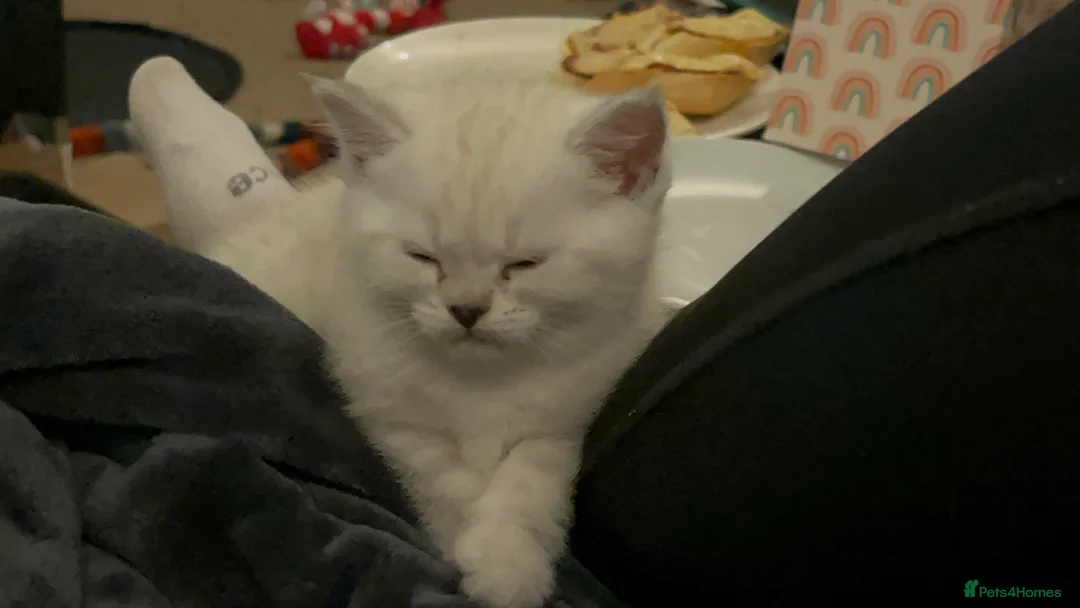 British Shorthair cats for sale: A beautiful kittens British shorthair  - Advert 20