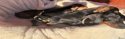 Miniature Dachshund dogs for sale: Miniature dachshund puppies in Salisbury - Advert 3