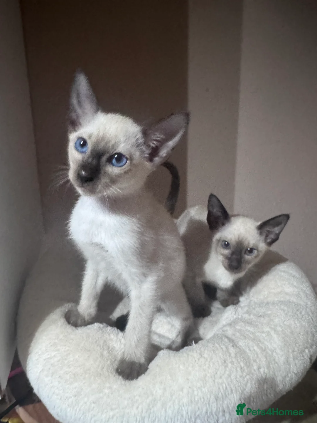 Siamese cats for sale: 2 affectionate female kittens available  - Advert 6