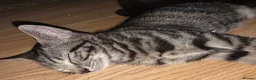 Mixed Breed cats for sale: Kittens ready for new homes - Advert 8