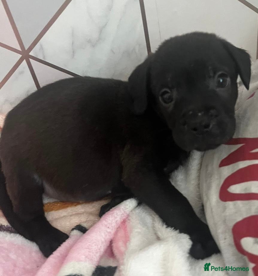 Mixed Breed dogs 1 BEAUT MALE &amp; 1 PRINCESS FEMALE PUPPIES - Advert 13