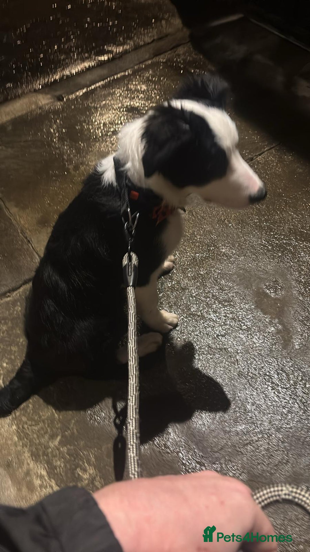 Border Collie dogs for adoption: 5 month old border collie - Advert 5