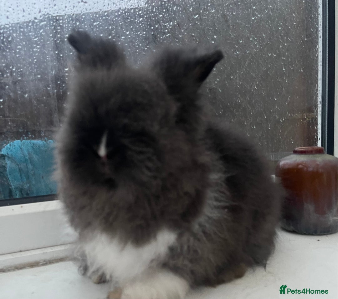 Lionhead rabbits for sale: Beautiful dwarf lion heads 🐰 💙 - Advert 1