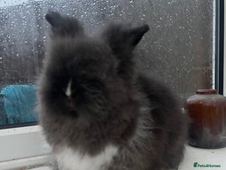 Lionhead rabbits Beautiful dwarf lion head 🐰 1 boy left 💙 - Advert 22