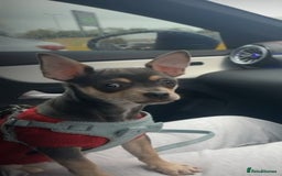 Chihuahua dogs for sale: Chocolate colour puppy  - Image 1