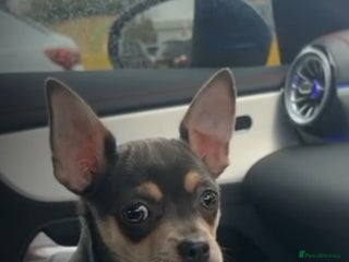Chihuahua dogs for sale - Advert 2